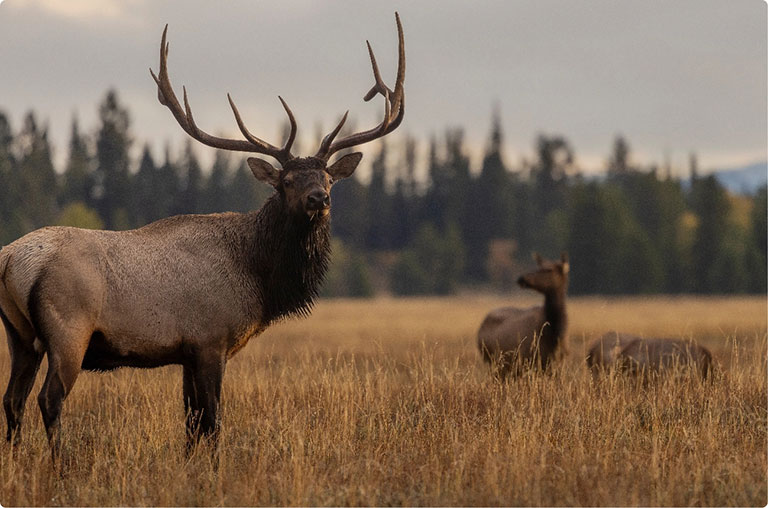 Quality Hunting Equipment for Elk Season