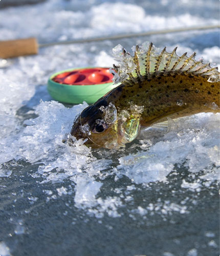 Fishing Gear for Ice Fishing Trips