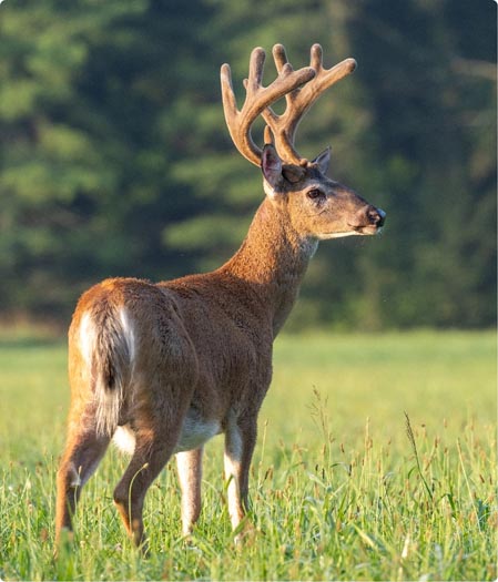 Big Game Hunting Decoy