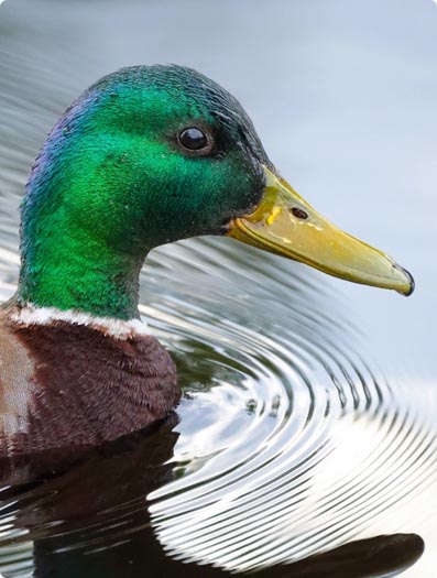 Duck Hunting Game Calls