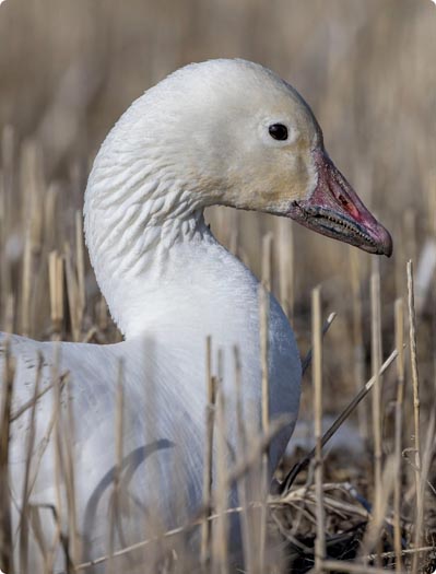 Goose Hunting Game Calls