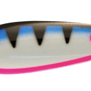 Rainbow trout 4 300x300