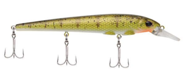 Yellow perch 3 600x259