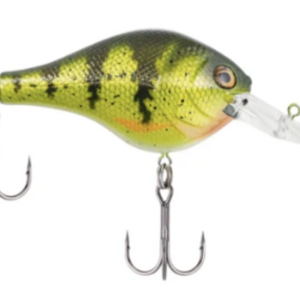 Yellow perch 300x300