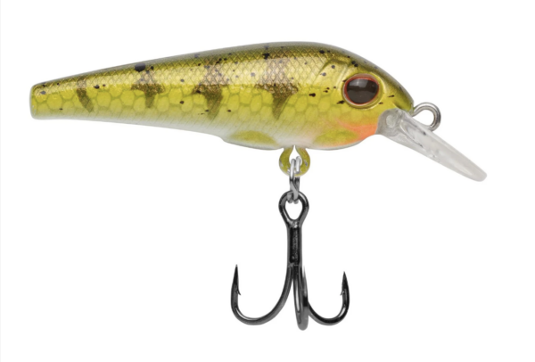 Yellow perch 4 600x406