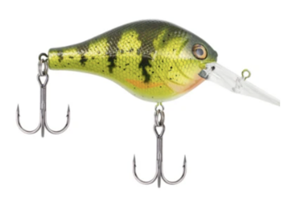 Yellow perch 600x403