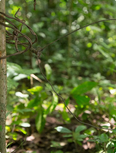 Animal snares thumbnail