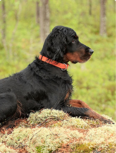 Dog tracking training accessories thumbnail